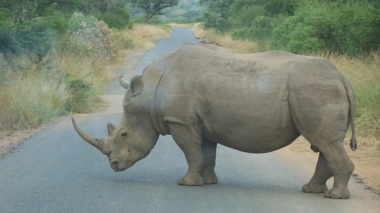 Understanding Afrikaans Word Order: The STOMPI Rule